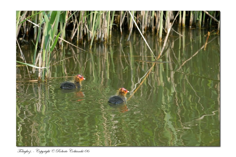 Folaga - Fulica atra